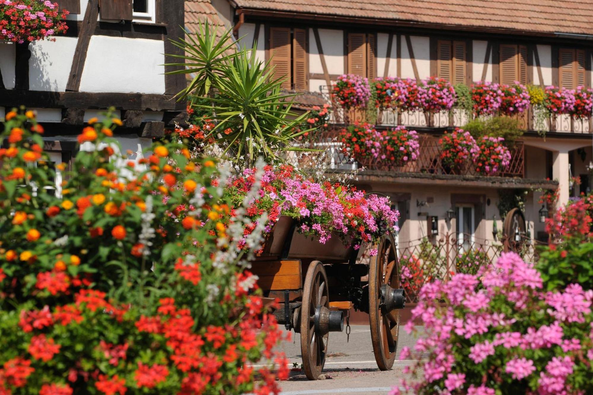 Gite See You Soon - Maisonnette Green Lodge Ribeauvillé Esterno foto