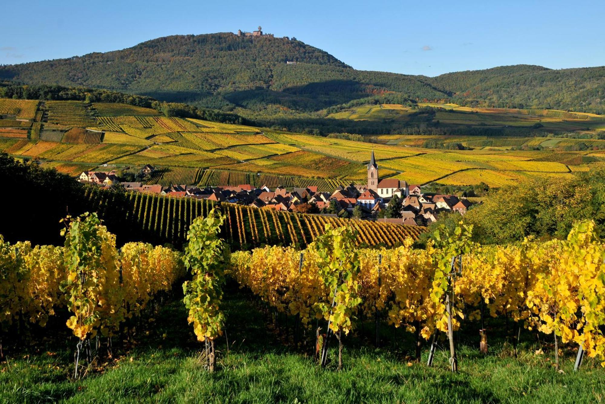 Gite See You Soon - Maisonnette Green Lodge Ribeauvillé Esterno foto